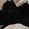 Speedy joined the competition — help win amazing prizes! cats, black_cats, three_cats, pets, animals, feline, sleeping, cuddling, cuddle_pile, bed, blanket, indoors, cozy, relaxed, resting, paw, whiskers, pointed_ears, dark_fur, pet_portrait