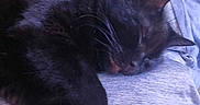 Speedy joined the competition — help win amazing prizes! cat, black_cat, sleeping, sleepy, pet, animal, feline, fur, whiskers, ears, paws, tail, indoor, lap, clothing, fabric, couch, relaxed, nap, portrait