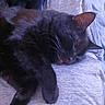cat, black_cat, sleeping, sleepy, pet, animal, feline, fur, whiskers, ears, paws, tail, indoor, lap, clothing, fabric, couch, relaxed, nap, portrait