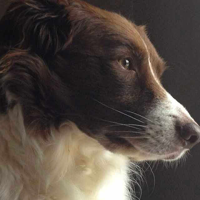 Mylo joined the competition — help win amazing prizes!