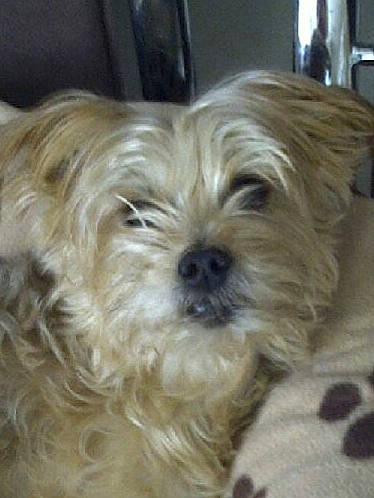 Kenzo a rejoint le concours — aidez-le/la à gagner de superbes lots ! biewer_terrier, canidae, carnivore, companion_dog, dog, dog_breed, eye, fur, liver, maltepoo, poodle_crossbreed, puppy_love, shih_poo, small_terrier, snout, sporting_group, terrier, toy_dog, working_animal, yorkipoo