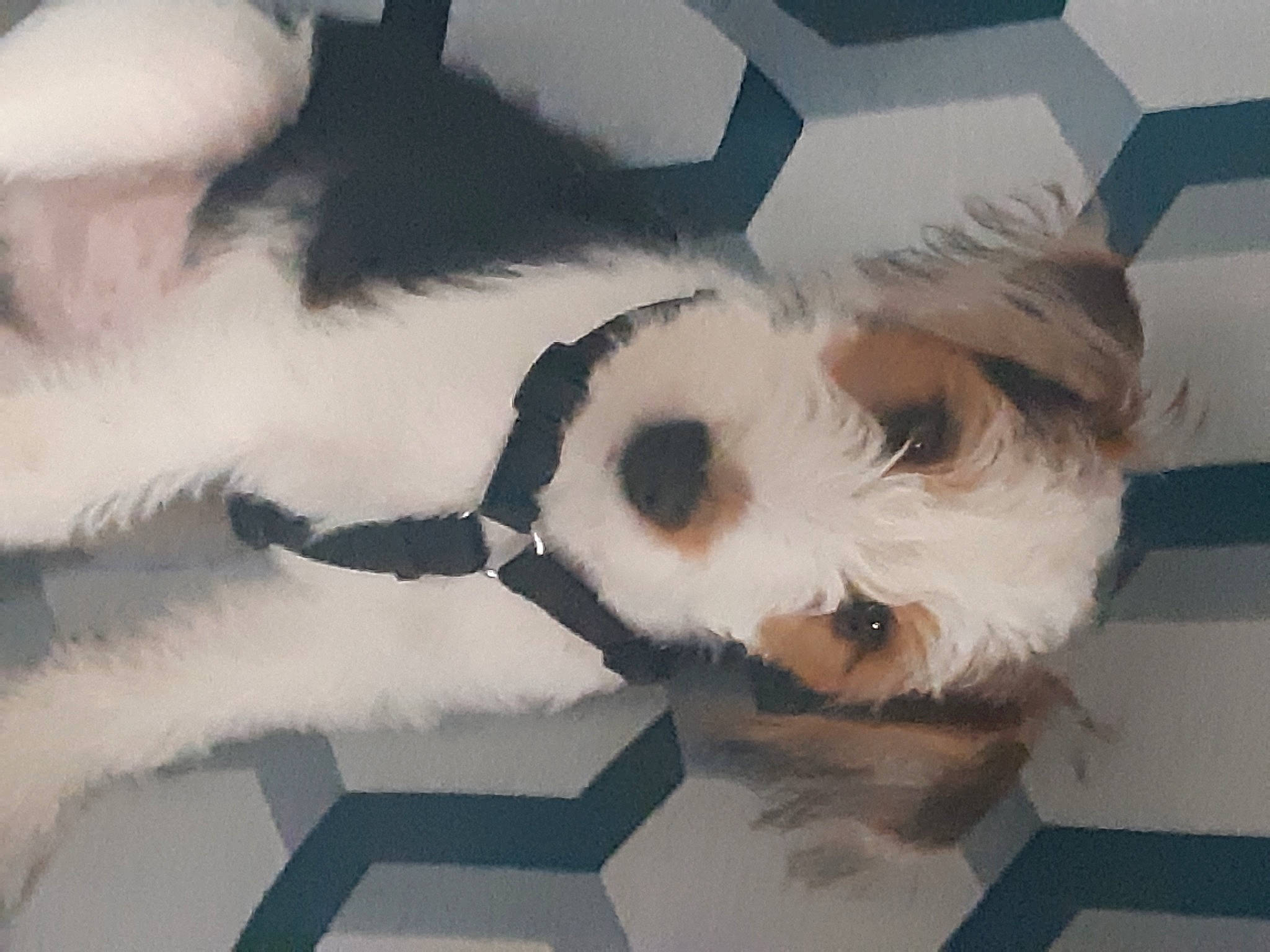 Sidney a rejoint le concours — aidez-le/la à gagner de superbes lots ! ball, canidae, carnivore, comfort, companion_dog, dog, dog_breed, fur, paw, small_terrier, small_to_medium_sized_cats, snout, sporting_group, stuffed_toy, tail, terrier, toy, toy_dog, whiskers, working_animal