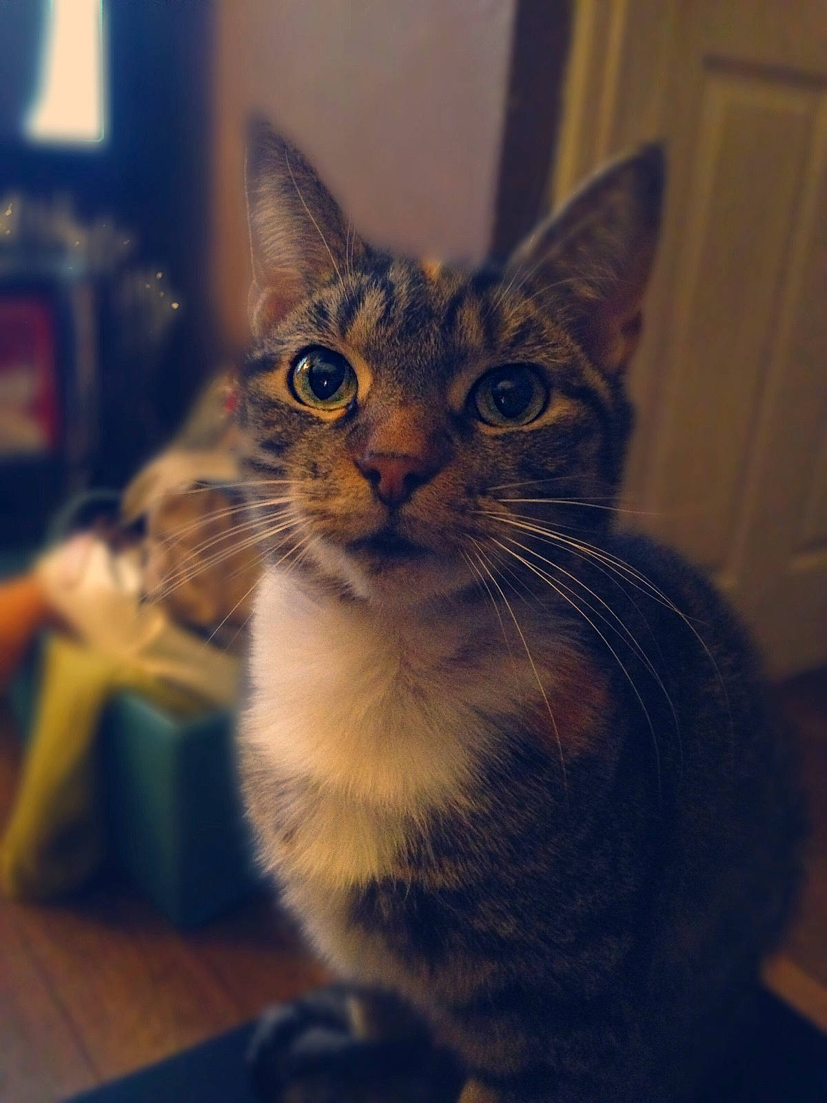 Beau joined the competition — help win amazing prizes!