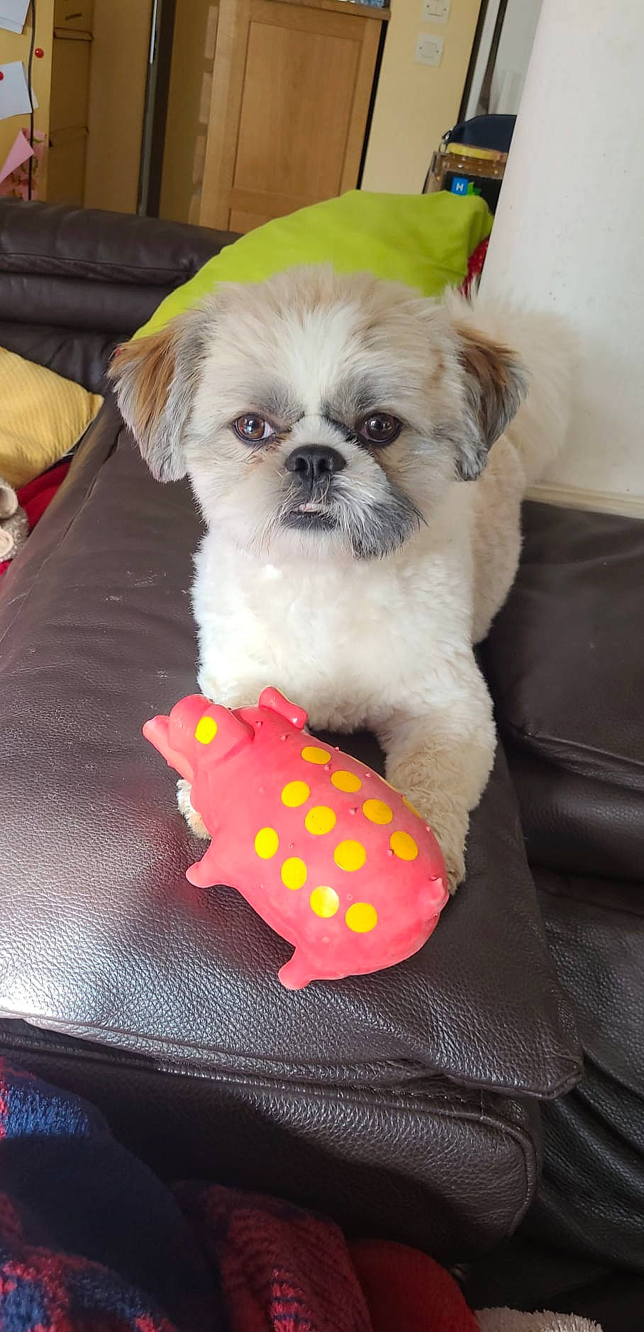 Scotty a rejoint le concours — aidez-le/la à gagner de superbes lots ! canidae, carnivore, comfort, companion_dog, couch, dog, dog_breed, dog_clothes, dog_supply, fawn, fur, maltepoo, pet_supply, shih_tzu, snout, sporting_group, stuffed_toy, toy, toy_dog, working_animal