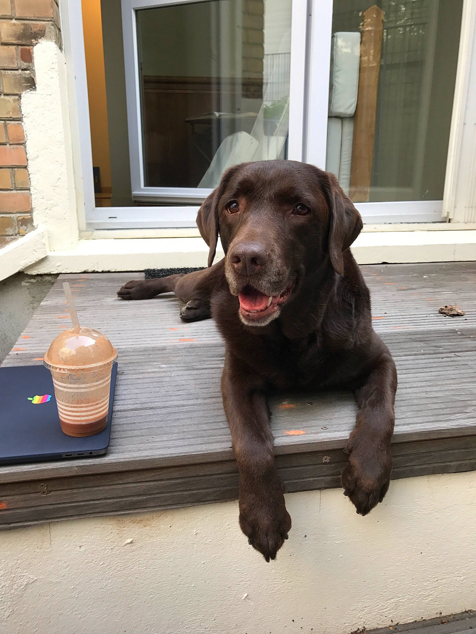 Fanja participe au concours pour gagner de l'argent avec cette photo : borador, canidae, carnivore, companion_dog, dog, dog_breed, dog_collar, door, flooring, fur, gun_dog, hardwood, liver, pointing_breed, retriever, snout, sporting_group, window, wood, working_animal