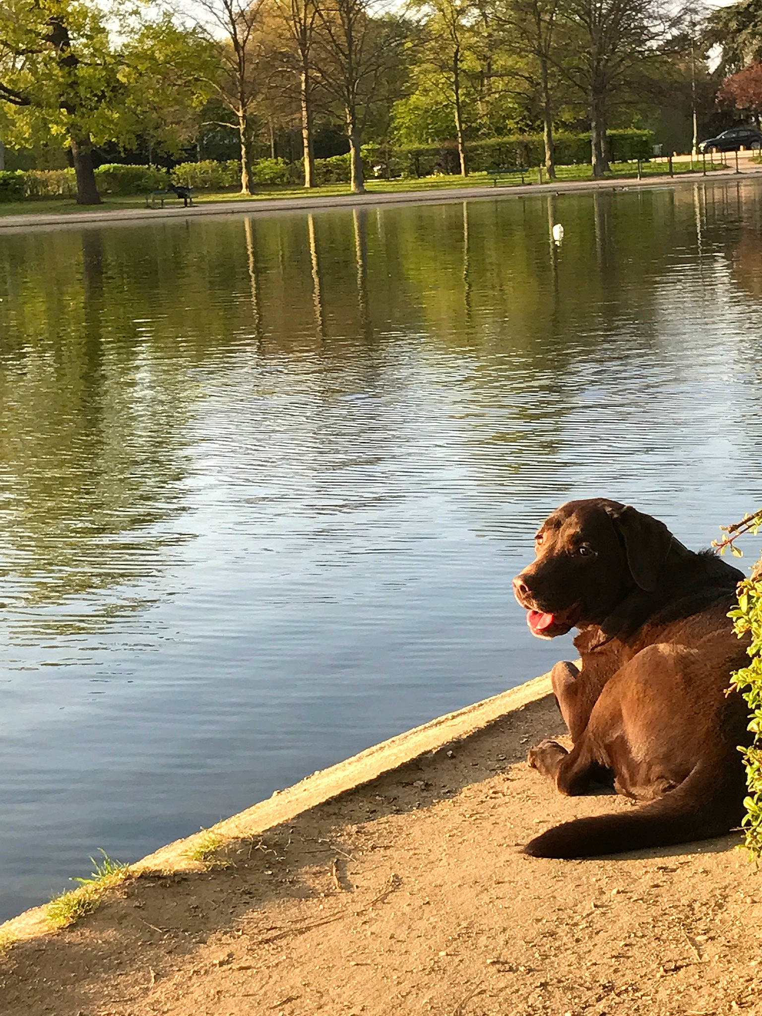 Fanja participe au concours pour gagner de l'argent avec cette photo : bank, carnivore, companion_dog, dog, dog_breed, fawn, grass, happy, lacustrine_plain, lake, leisure, morning, people_in_nature, plant, sunlight, tree, water, water_resources, watercourse, working_animal