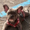 dog, puppy, french_bulldog, leash, harness, outdoor, sunlight, pavement, ears, pet, animal, cute, young, front_paws, closeup, brown, small, alert, resting, summer