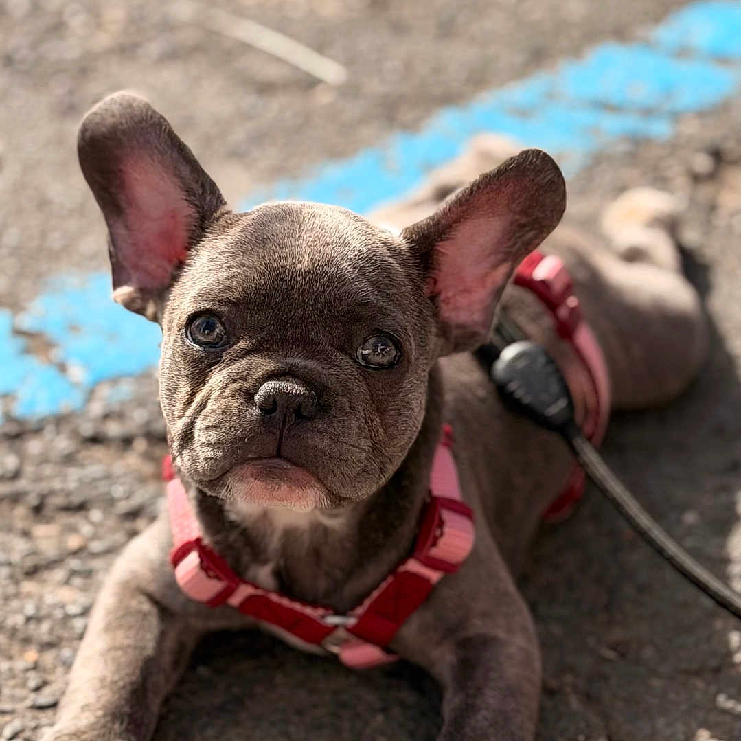 Bloom participe au concours pour gagner de l'argent avec cette photo : dog, puppy, french_bulldog, leash, harness, outdoor, sunlight, pavement, ears, pet, animal, cute, young, front_paws, closeup, brown, small, alert, resting, summer