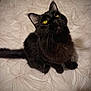 black_cat, cat, pet, feline, animal, yellow_eyes, whiskers, bedspread, patterned, indoor, curious, sitting, soft_focus, close_up, fur, cute, domestic_cat, portrait, looking_up
