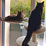cat, window, cat_tree, indoor, pet, feline, relaxing, perch, curious, fluffy, tail, daylight, home, greenery, animal, domestic, resting, sitting, looking_out, sunlight