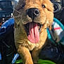 dog, puppy, close_up, tongue_out, wet_nose, whiskers, paw, fur, happy, playful, golden_color, portrait, car_interior, seat, blanket, sunlight, smiling, young, cute, pet