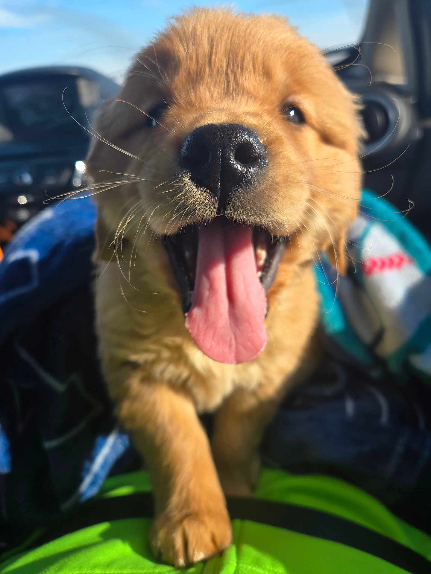 Griffey is registered to the contest to win money with this photo: dog, puppy, close_up, tongue_out, wet_nose, whiskers, paw, fur, happy, playful, golden_color, portrait, car_interior, seat, blanket, sunlight, smiling, young, cute, pet