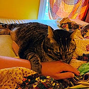 Tiger John joined the competition — help win amazing prizes! animal, bed, blanket, cat, comfort, cozy, curtain, domestic, feline, hand, human_hand, indoor, pet, quilt, relaxed, resting, striped_fur, tabby_cat, window, yellow_wall