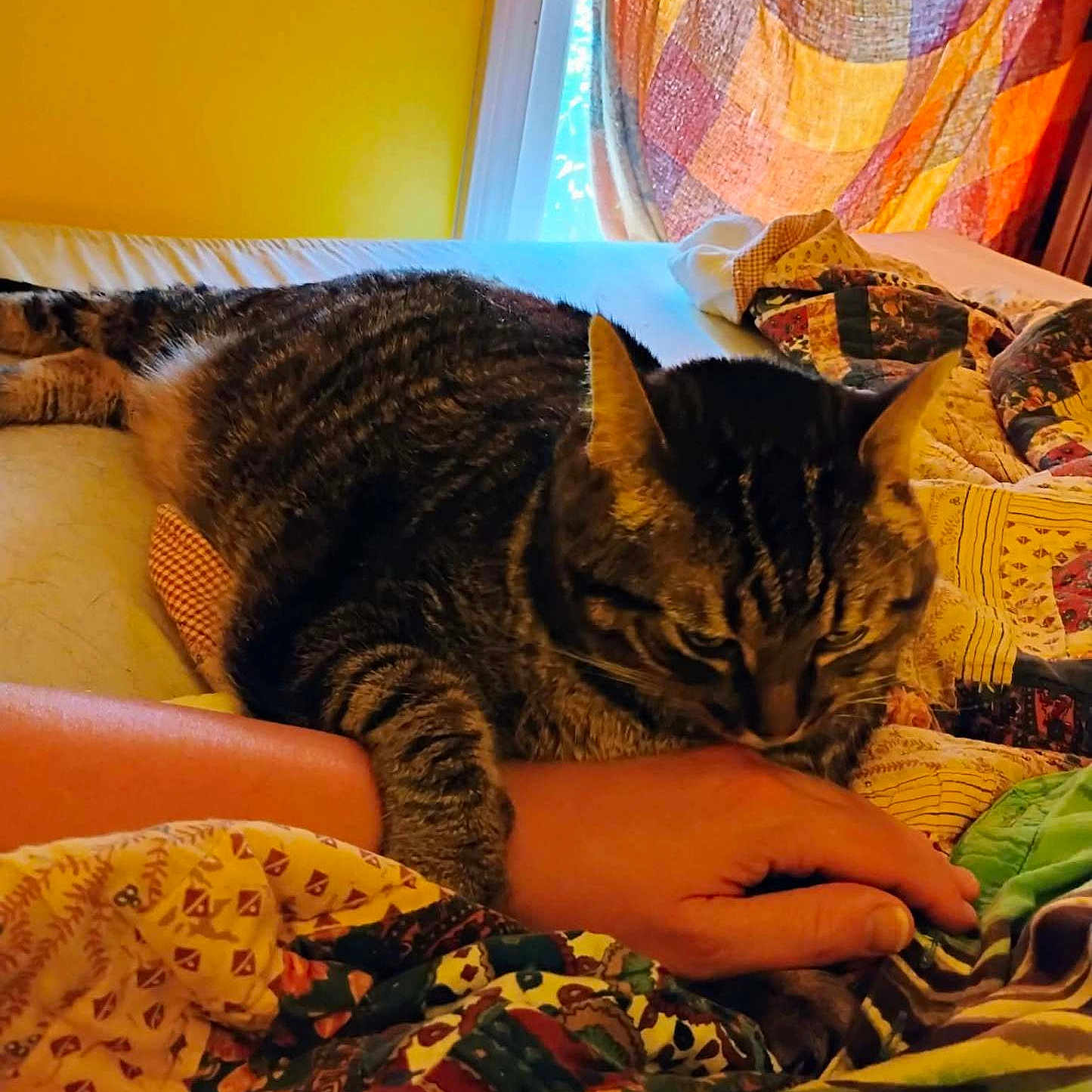 Tiger John joined the competition — help win amazing prizes! animal, bed, blanket, cat, comfort, cozy, curtain, domestic, feline, hand, human_hand, indoor, pet, quilt, relaxed, resting, striped_fur, tabby_cat, window, yellow_wall