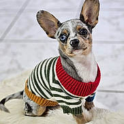 Tao participe au concours pour gagner de l'argent avec cette photo : dog, puppy, small_dog, blue_eye, heterochromia, striped_sweater, knitwear, cute, pet, indoor, fluffy_surface, white_background, sitting, ears_up, curious, adorable, fur, canine, portrait, animal