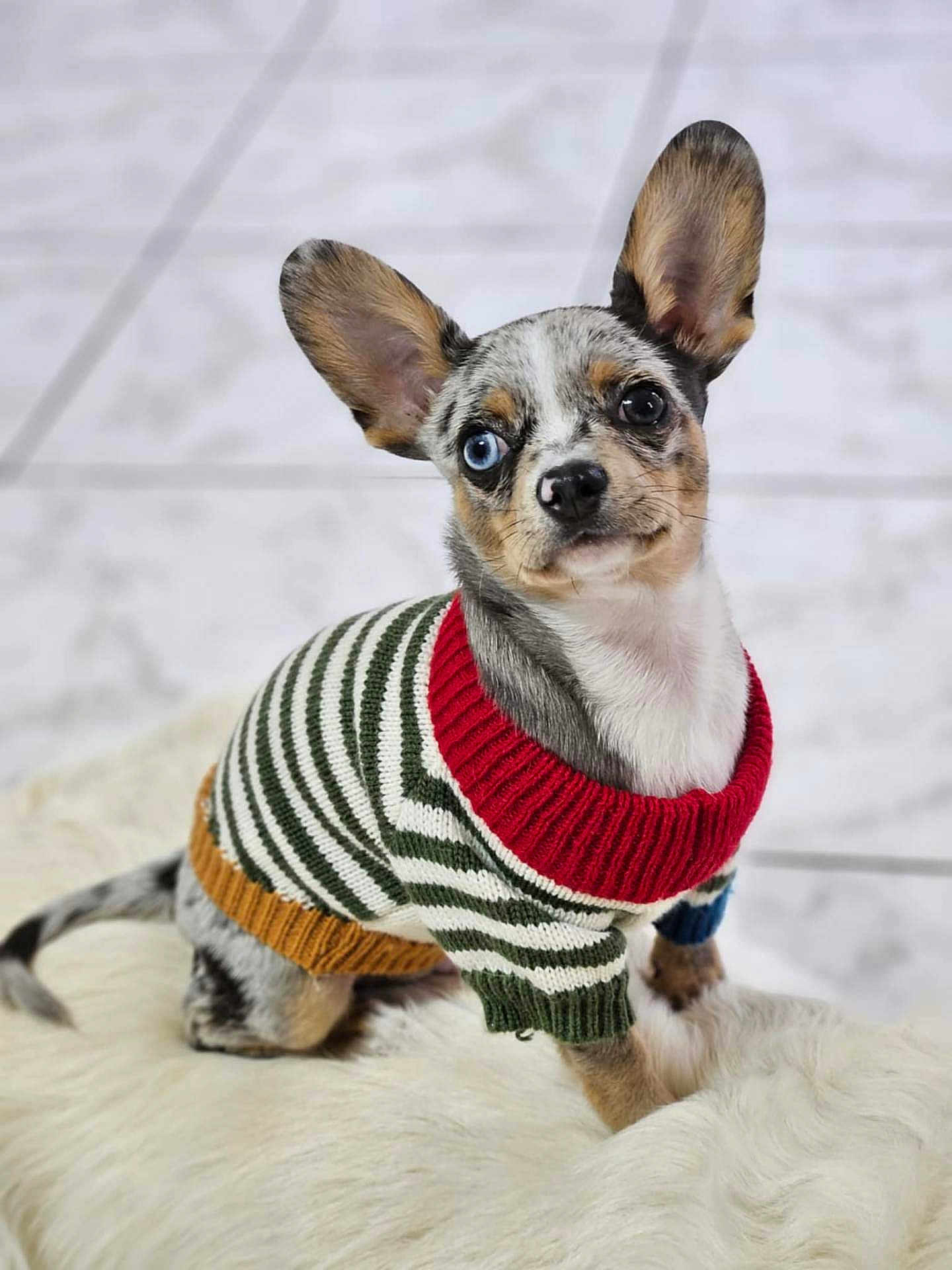 Tao participe au concours pour gagner de l'argent avec cette photo : dog, puppy, small_dog, blue_eye, heterochromia, striped_sweater, knitwear, cute, pet, indoor, fluffy_surface, white_background, sitting, ears_up, curious, adorable, fur, canine, portrait, animal