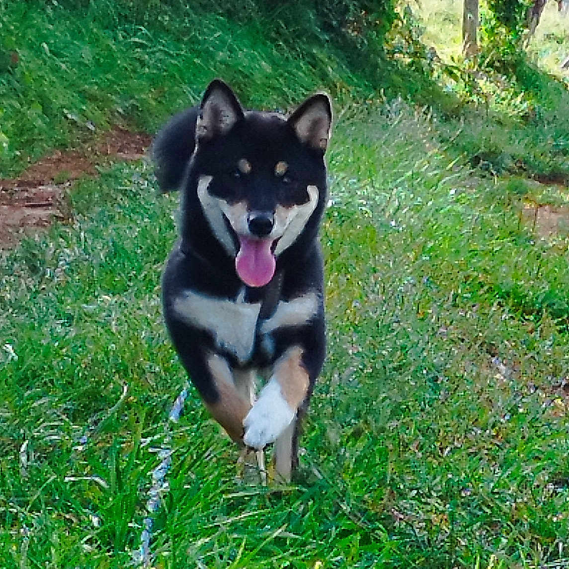 U'Yoki Shinai a rejoint le concours — aidez-le/la à gagner de superbes lots ! animal, backyard, canine, dog, field, grass, grassland, green, grove, husky, land, nature, outdoors, pet, plant, puppy, tree, vegetation, woodland, yard