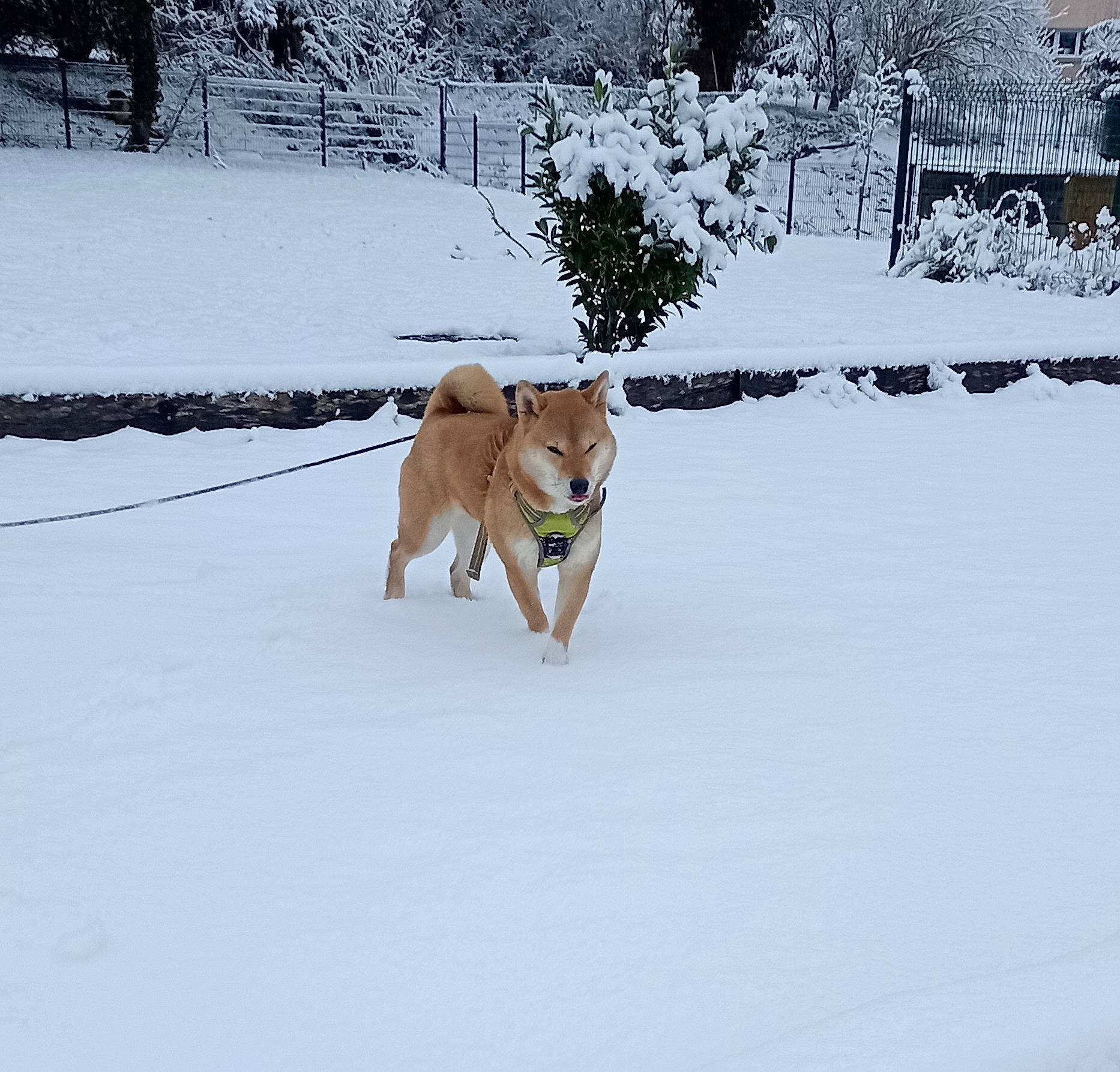O'Kumi participe au concours pour gagner de l'argent avec cette photo : canidae, carnivore, collar, companion_dog, dog, dog_breed, fawn, freezing, leash, plant, recreation, slope, snow, sporting_group, tail, tree, wildlife, winter, working_animal, working_dog