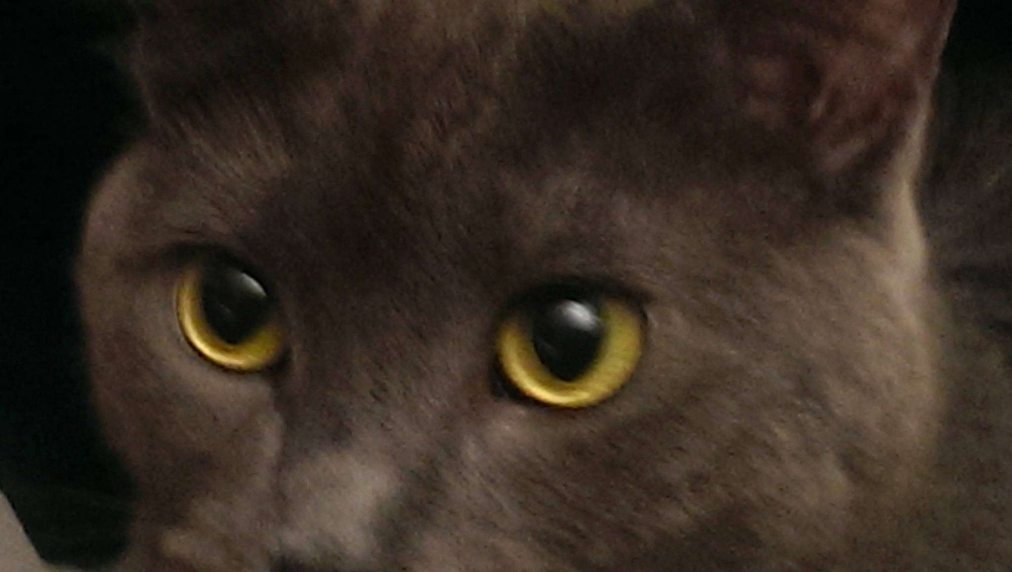 Nox participe au concours pour gagner de l'argent avec cette photo : black_cat, bombay, british_shorthair, burmese, carnivore, cat, chartreux, close_up, domestic_short_haired_cat, eye, felidae, fur, iris, korat, mammal, nose, small_to_medium_sized_cats, snout, vertebrate, whiskers