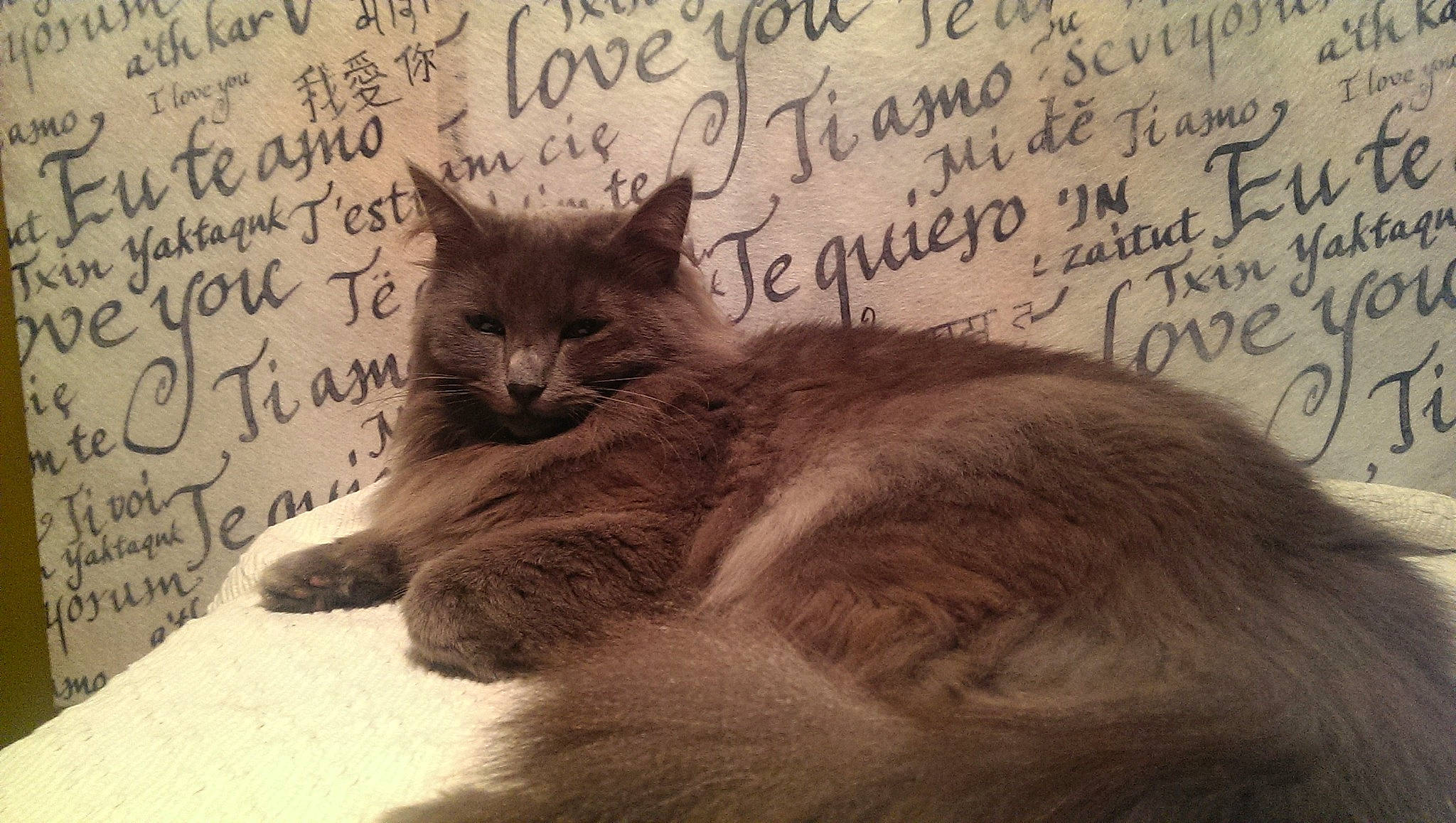 Nexan a rejoint le concours — aidez-le/la à gagner de superbes lots ! asian, british_longhair, british_semi_longhair, carnivore, cat, domestic_long_haired_cat, felidae, nebelung, norwegian_forest_cat, photo_caption, ragamuffin, small_to_medium_sized_cats, whiskers