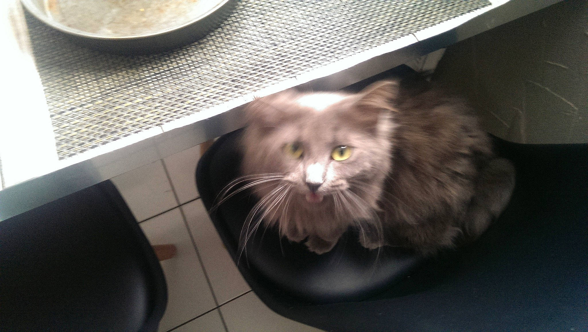 Nexan a rejoint le concours — aidez-le/la à gagner de superbes lots ! british_semi_longhair, carnivore, cat, domestic_long_haired_cat, domestic_short_haired_cat, european_shorthair, felidae, fur, kitten, maine_coon, norwegian_forest_cat, persian, ragamuffin, small_to_medium_sized_cats, tile, whiskers