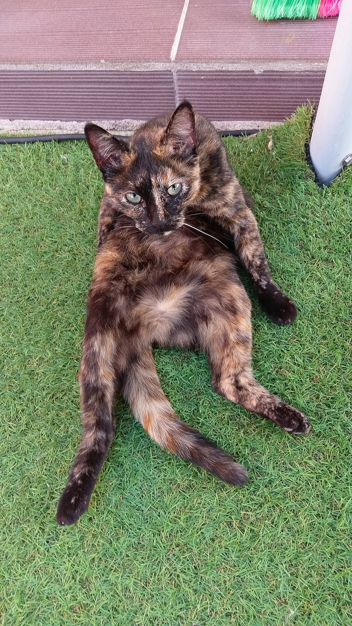 Nelson participe au concours pour gagner de l'argent avec cette photo : carnivore, cat, domestic_short_haired_cat, european_shorthair, felidae, grass, kitten, mammal, small_to_medium_sized_cats, tail, whiskers, wild_cat