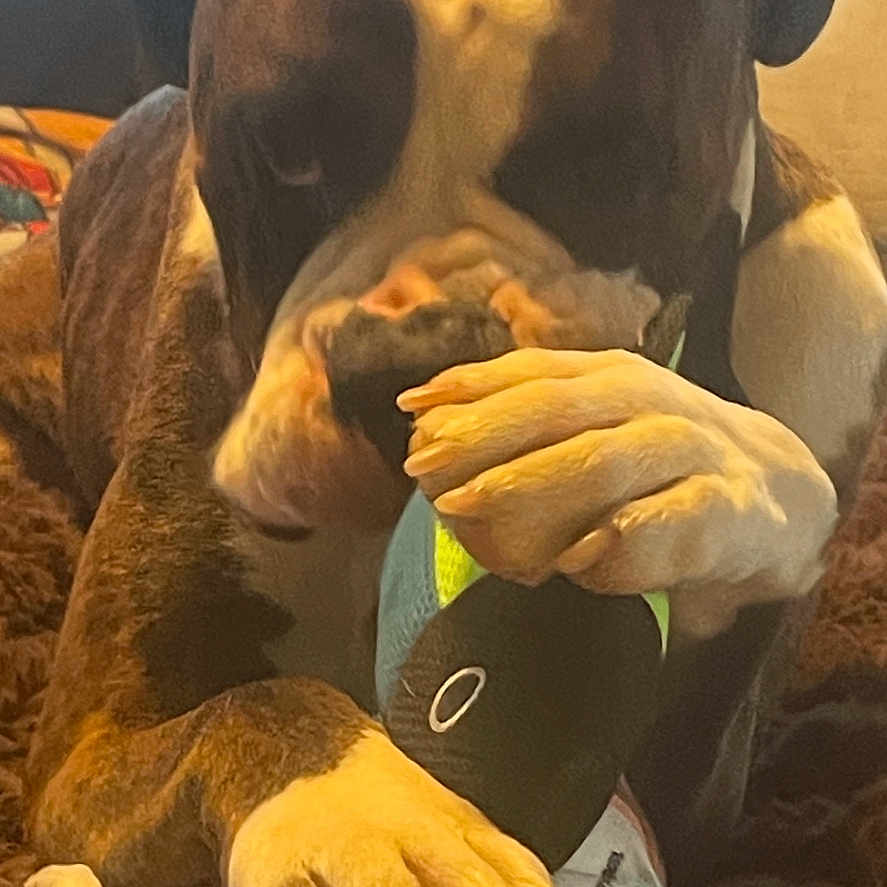 Jodi Howes is registered to the contest to win money with this photo: animal, bear, bodypart, boxer, bulldog, canine, couch, dog, electronics, face, finger, furniture, hand, head, hound, indoors, interiordesign, person, pet, puppy