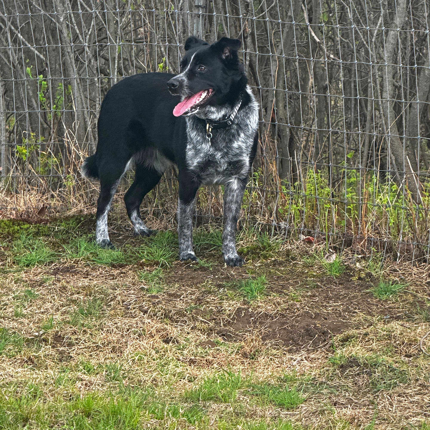 Bingo Spratt joined the competition — help win amazing prizes! accessories, animal, backyard, canine, dog, field, grass, grassland, land, nature, outdoors, pet, plant, pointer, puppy, soil, tree, vegetation, woodland, yard