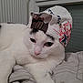 Figaro a rejoint le concours — aidez-le/la à gagner de superbes lots ! cat, white_cat, black_and_white, cap, hat, pet, feline, whiskers, paw, bed, blanket, indoor, window, radiator, portrait, close_up, accessory, sleepy, embroidered_hat, bedding