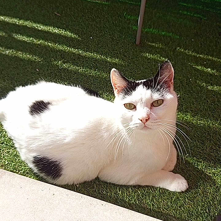 Figaro a rejoint le concours — aidez-le/la à gagner de superbes lots ! artificial_grass, backyard, black_spots, bucket, cat, domestic_cat, ears, feline, fence, green, lying_down, outdoor, paws, pet, portrait, resting, shadow, sunlight, whiskers, white_cat