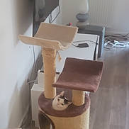 Figaro participe au concours pour gagner de l'argent avec cette photo : cat, cat_tree, pet, indoor, furniture, lamp, television, cables, flooring, side_table, cozy, peeking, portrait, white_cat, black_markings, plush, home_interior, living_room, scratching_post, wooden_floor