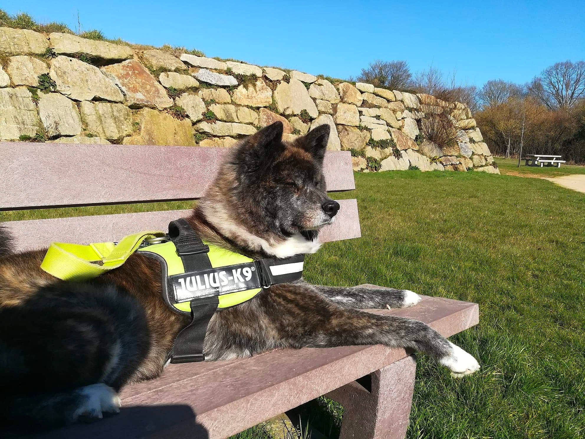 Jun participe au concours pour gagner de l'argent avec cette photo : canidae, carnivore, collar, dog, dog_breed, felidae, fur, grass, leash, plant, sitting, sky, small_to_medium_sized_cats, snout, sporting_group, table, tail, tree, whiskers, working_animal