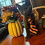 kitten, cat, tie, table, pumpkin, decor, flowers, vase, indoor, curious, gray_cat, pet, cozy, living_room, wooden_table, fall_decor, striped_tie, cute, animal, domestic_cat