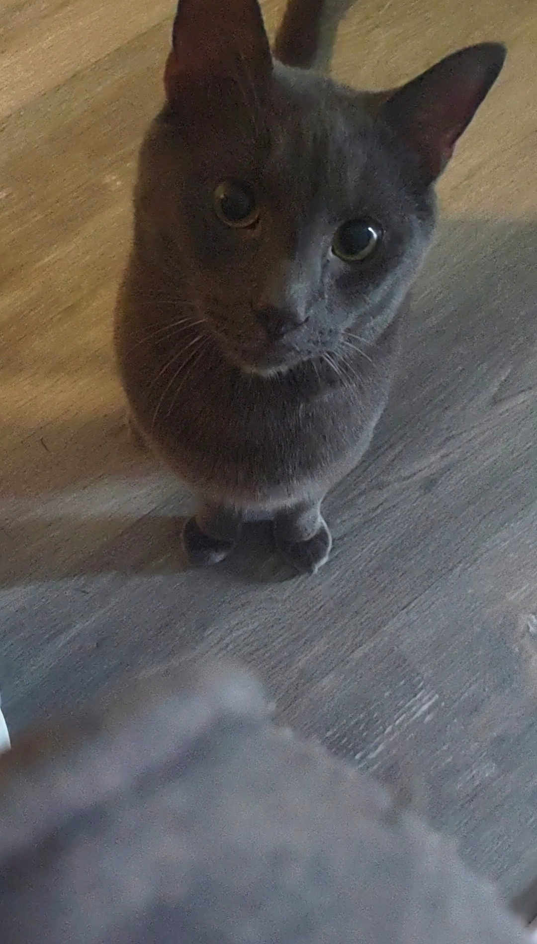 Mr. is registered to the contest to win money with this photo: cat, gray_cat, pet, animal, looking_up, indoor, floor, wooden_floor, whiskers, ears, curious, feline, domestic_cat, close_up, standing, cute, mammal, eyes, front_paws, portrait