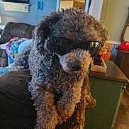 Oscar Aka Rockstar joined the competition — help win amazing prizes! dog, curly_fur, sunglasses, indoor, armchair, living_room, furniture, brown_fur, relaxed, pet, cozy, home, cute, canine, window, blanket, decor, table, reflection, casual