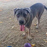 Xéna participe au concours pour gagner de l'argent avec cette photo : dog, canine, large_dog, gray_dog, standing, tongue_out, floppy_ears, brown_eyes, portrait, park, outdoor, dirt, ground, fallen_leaves, trees, play_ball, purple_ball, pet, animal, photography