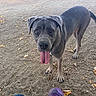 dog, canine, large_dog, gray_dog, standing, tongue_out, floppy_ears, brown_eyes, portrait, park, outdoor, dirt, ground, fallen_leaves, trees, play_ball, purple_ball, pet, animal, photography