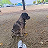 Xéna participe au concours pour gagner de l'argent avec cette photo : dog, canine, sitting, profile, dark_coat, outdoor, park, trees, fallen_leaves, dirt, ground, autumn, parked_cars, blue_van, sneakers, person, legs, animal_portrait, natural_light, landscape