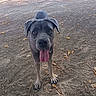 dog, canine, large_dog, gray_dog, short_hair, floppy_ears, tongue_out, panting, standing, front_view, outdoor, park, dirt, fallen_leaves, trees, cars, pet, animal, portrait, playful
