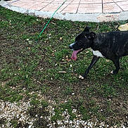 Lilou a rejoint le concours — aidez-le/la à gagner de superbes lots ! dog, black_dog, grass, patio, outdoor, tongue_out, happy, pet, animal, nature, walking, canine, playful, daytime, leash, ground, white_markings, side_view, garden, summer