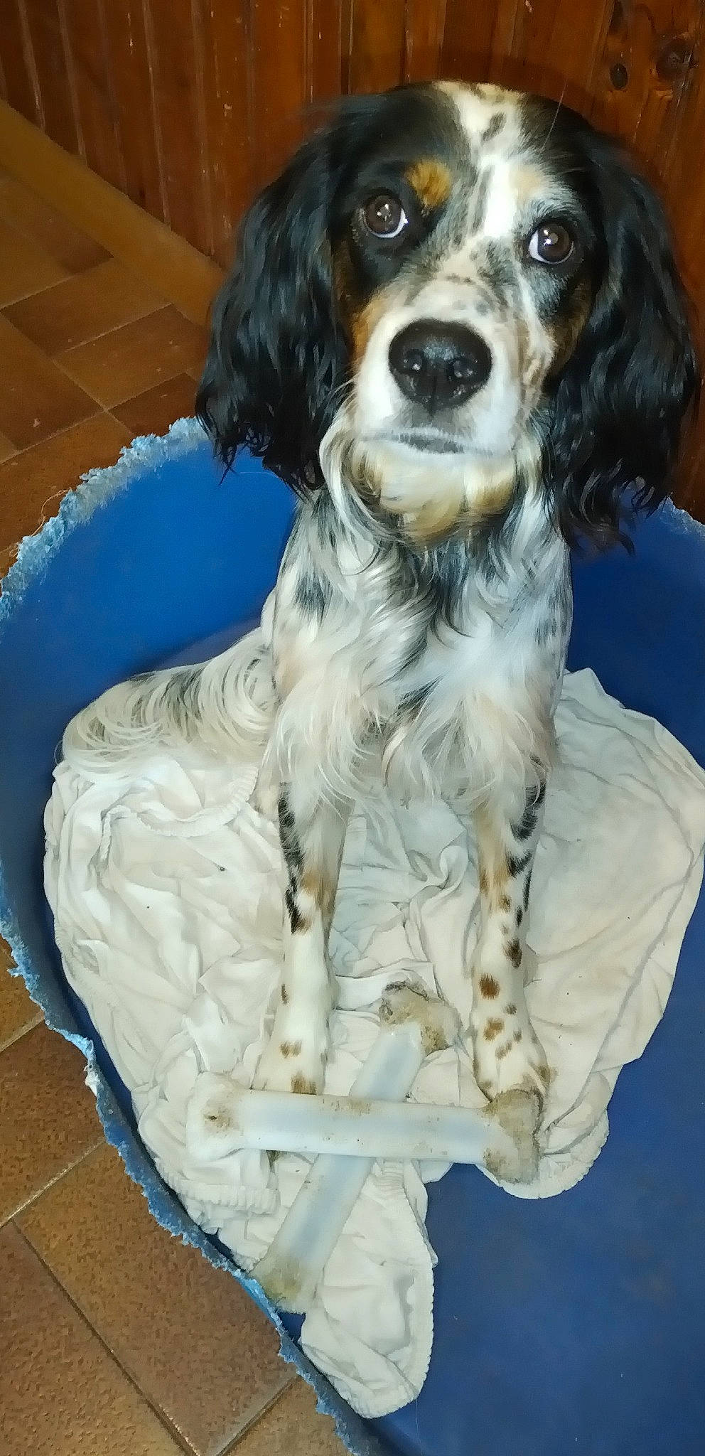 Ula a rejoint le concours — aidez-le/la à gagner de superbes lots ! canidae, carnivore, collar, companion_dog, dog, dog_breed, dog_collar, dog_supply, fur, gun_dog, liver, snout, spaniel, sporting_group, white, working_animal, working_dog