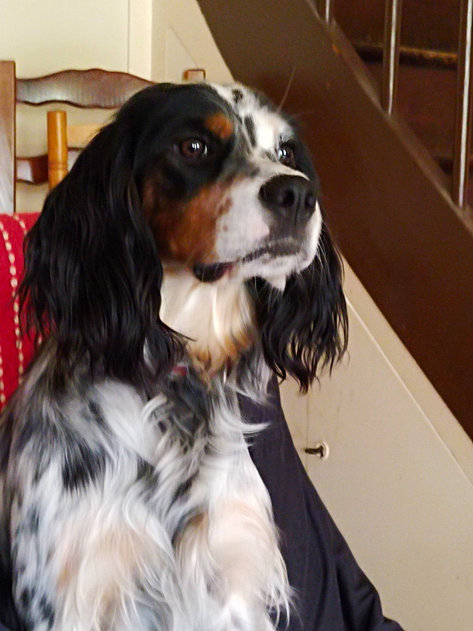 Ula a rejoint le concours — aidez-le/la à gagner de superbes lots ! canidae, carnivore, cavalier_king_charles_spaniel, collar, companion_dog, dog, dog_breed, fur, giant_dog_breed, hat, king_charles_spaniel, lamp, liver, snout, spaniel, sporting_group, toy_dog, whiskers, working_animal, working_dog