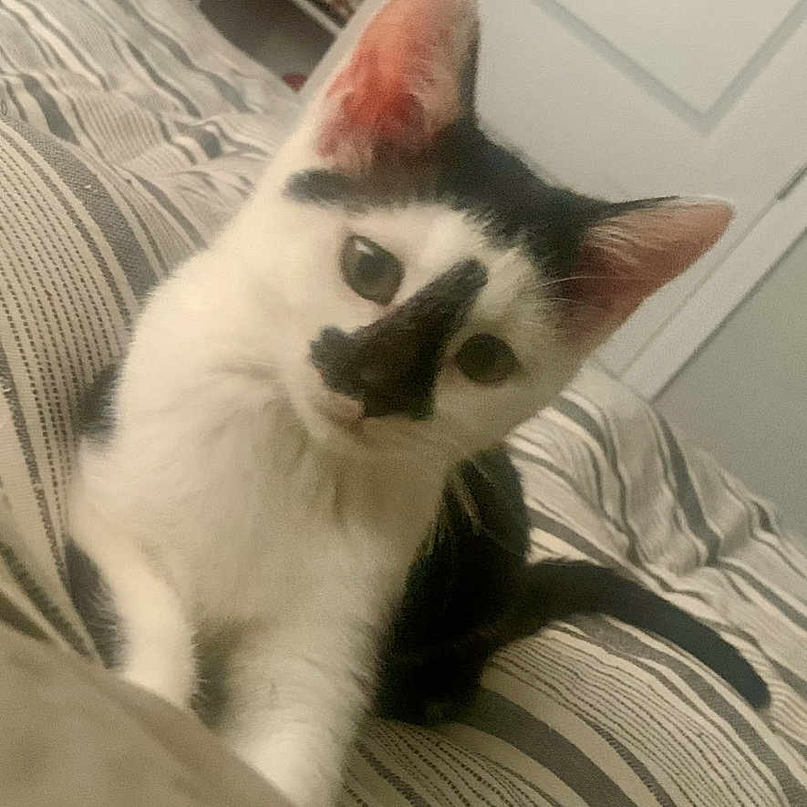 Cleo is registered to the contest to win money with this photo: cat, kitten, black_and_white, bed, striped_bedspread, indoors, pet, cute, curious, animal, feline, young_cat, face, ears, whiskers, tail, resting, domestic_cat, closeup, tilted_head