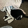 Cleo joined the competition — help win amazing prizes! cat, black_and_white_cat, clothes, laundry_basket, carpet, hiding, peeking, indoor, cozy, fabric, pile, whiskers, paw, tail, curious, resting, soft, texture, fur, home