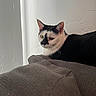 Cleo is registered to the contest to win money with this photo: animal, black_and_white, calm, cat, ears, eyes, fabric, feline, fur, gray, indoor, mammal, pet, portrait, relaxed, resting, side_view, texture, wall, whiskers