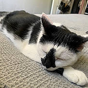 Cleo is registered to the contest to win money with this photo: cat, black_and_white, sleeping, bed, blanket, indoor, feline, pet, resting, cozy, paw, fur, cute, animal, closeup, relaxing, soft, texture, quiet, domestic