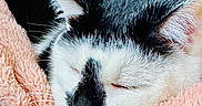 Cleo is registered to the contest to win money with this photo: animal, black_and_white, blanket, cat, close_up, comfort, cozy, cute, domestic_animal, feline, fur, indoor, nap, pet, pink, relaxed, resting, sleeping, soft, whiskers