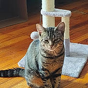 Kiki joined the competition — help win amazing prizes! cat, tabby_cat, pet, animal, sitting, indoors, scratching_post, cat_tree, wooden_floor, striped_fur, whiskers, ears, tail, portrait, staring, front_view, cozy_home, furniture, play_area, domestic_animal