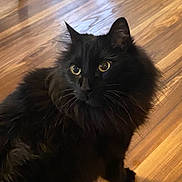 Blackberry is registered to the contest to win money with this photo: cat, black_cat, fluffy, pet, animal, indoor, wooden_floor, curious, feline, whiskers, ears, eyes, fur, mammal, domestic_animal, cute, sitting, portrait, household, companion