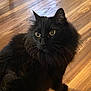 cat, black_cat, fluffy, pet, animal, indoor, wooden_floor, curious, feline, whiskers, ears, eyes, fur, mammal, domestic_animal, cute, sitting, portrait, household, companion